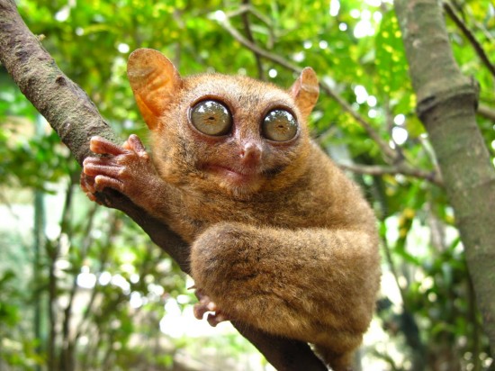 Bohol Tarsier