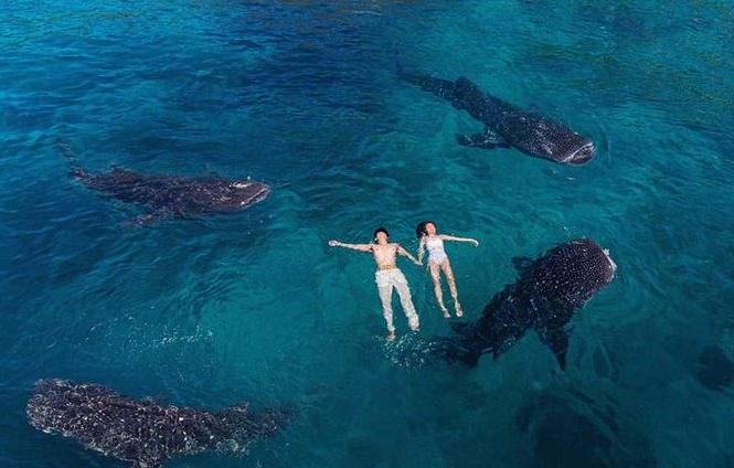 Bohol Tour Whale Shark
