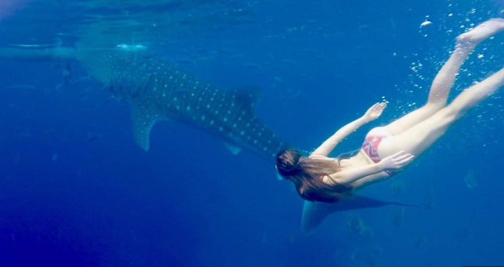 Experience Whale Shark in Bohol