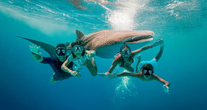 Whale Shark in Lila Bohol